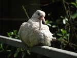 Baby Senegal dove