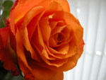 LoveLy rose