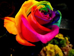 rainbow_rose