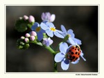 Ladybird on Flowers