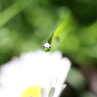 Mornings dew drop