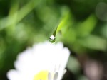 Mornings dew drop