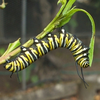 monarch caterpillar munching away on a tasty leaf