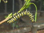 monarch caterpillar munching away on a tasty leaf
