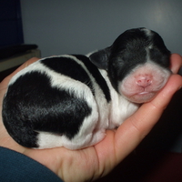 Sleepy new-born puppy