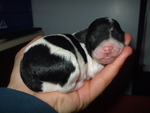 Sleepy new-born puppy