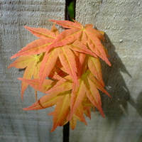 Orange leafs checking out the other side of the fence