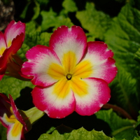 Pink and White flower in Hamilton Gardens