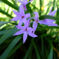 Purple flowers in Hamilton Gardens