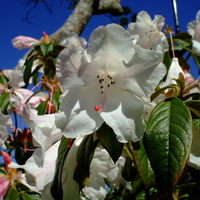 White flowers on a summers day
