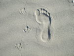 Footprints in the sand on Waihi Beach