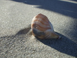 Sun shining on the seashell