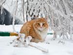 russian winter, russian cat
