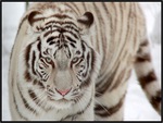 WHITE TIGER, WHITE TIGER