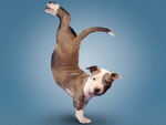 YOGA PITBULL PUPPY