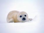 Cute Seal