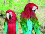 Macaws