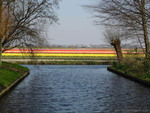 tulip field