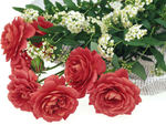 Romantic Red Flowers