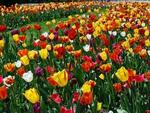 Tulip Field