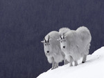 Mountain goats