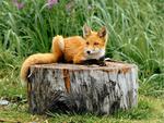 little red fox