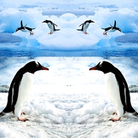 Gentoo Penguins