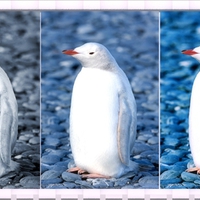 White Gentoo Penguin