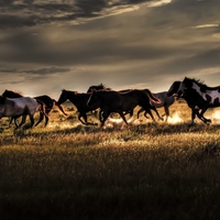 Wild horses