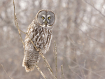 Gray Owl