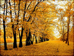 Polish_autumn