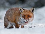 red fox