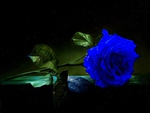 A BLUE ROSE