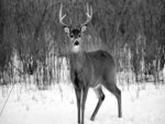 a deer in winter