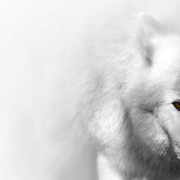 Arctic wolf art