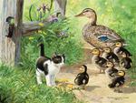 Kitty and ducks.
