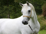 Pretty Arabian Horse