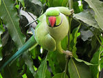 looking-at-me-the-parakeet