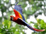 scarlet_macaw_in_flight.