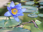 water lily