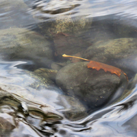 Leaf trapped in strong current