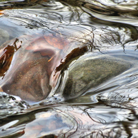 Trees reflected in river rapids