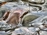 Trees reflected in river rapids