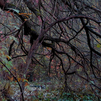 Fallen tree in Pacific Coast rainforest