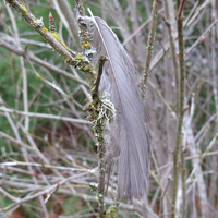 Tiny abandoned feather