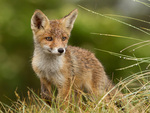 fox cub