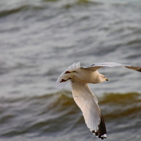 Seagull in Flight