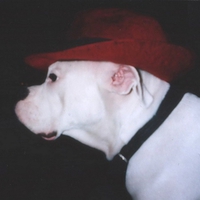 Masha, my lovely white boxer R.I.P.