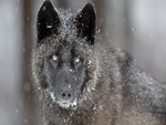Black timber wolf