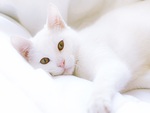 White Cat